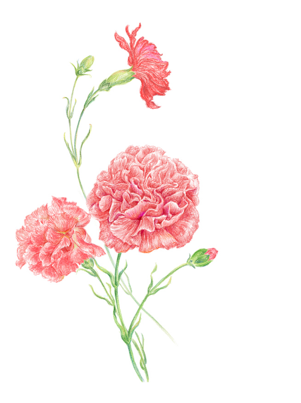 Transparent Carnation Clip Art Women Flower Pink for Mothers Day