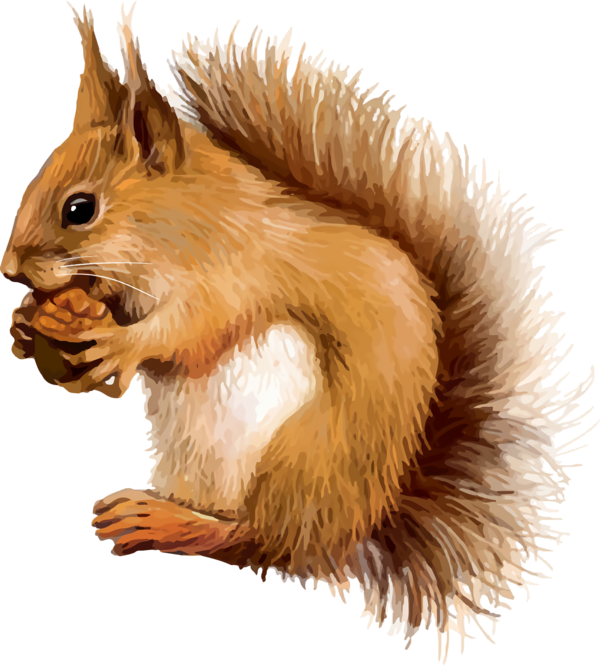 Transparent Thanksgiving Squirrel Eurasian Red Squirrel Tail for Acorns for Thanksgiving