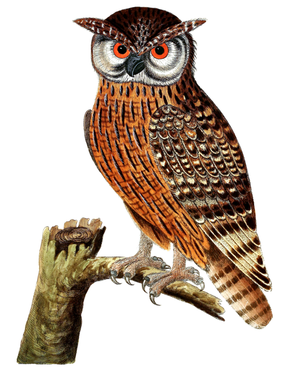 Transparent Thanksgiving Bird Owl Bird of prey for Thanksgiving Owl for Thanksgiving